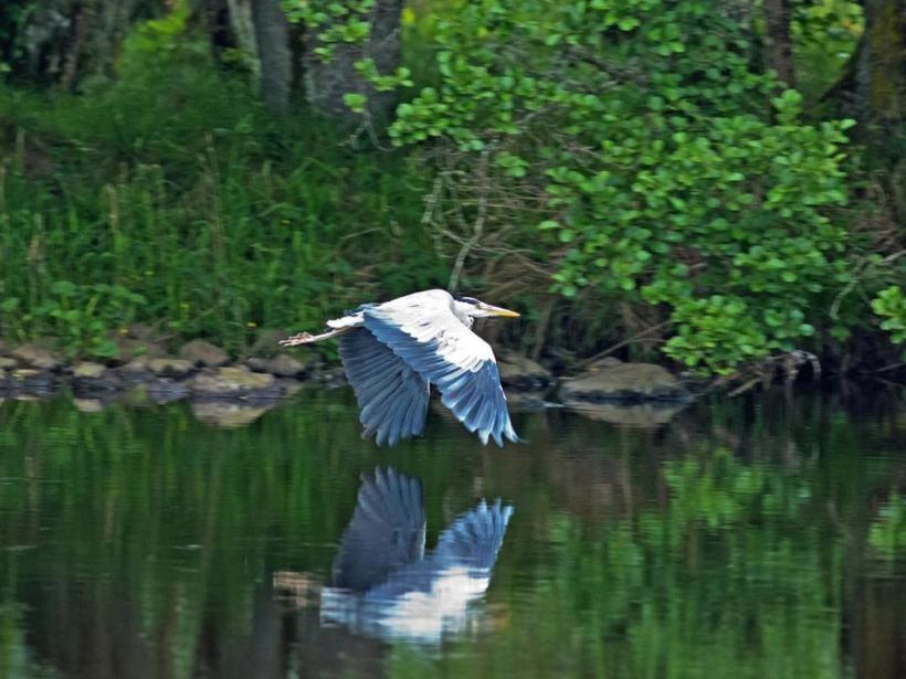 Herons Rest Drumnadrochit Esterno foto
